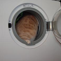 Blanding af racer Gismo