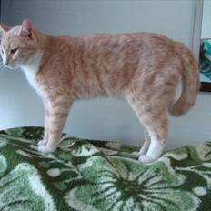 Blanding af racer Gismo