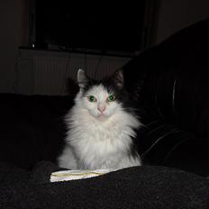 Blanding af racer Duchess *R.I.P.*