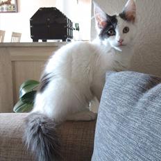 Maine Coon Gaia *R.I.P.*