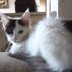 Maine Coon Gaia *R.I.P.*