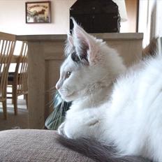 Maine Coon Gaia *R.I.P.*