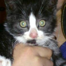 Blanding af racer Piv-mis (FelixJunkersen) R.I.P :'-(