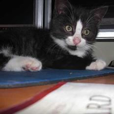 Blanding af racer Piv-mis (FelixJunkersen) R.I.P :'-(