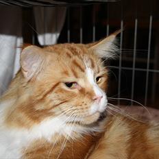 Maine Coon Red Line's Beat It