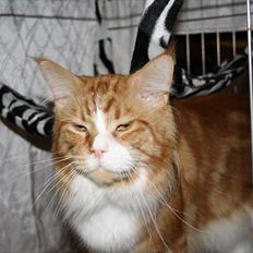 Maine Coon Red Line's Beat It