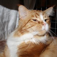 Maine Coon Red Line's Beat It