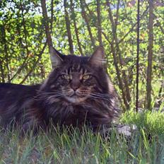Maine Coon Red Line's Santee Sioux 