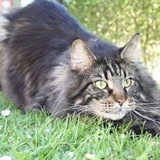Maine Coon Red Line's Santee Sioux 