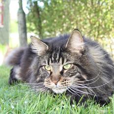 Maine Coon Red Line's Santee Sioux 