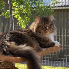 Maine Coon Hopeless Tribes Qato