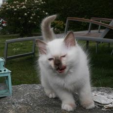 Hellig Birma DK Izarra's Fiji