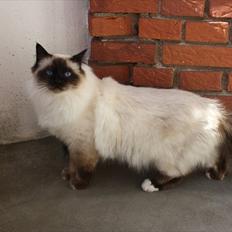 Hellig Birma Charlie