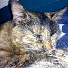 Blanding af racer Joy Babymin <3