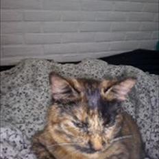 Blanding af racer Joy Babymin <3