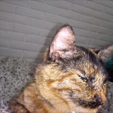 Blanding af racer Joy Babymin <3