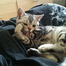 British Shorthair DK Kjáttas Texas