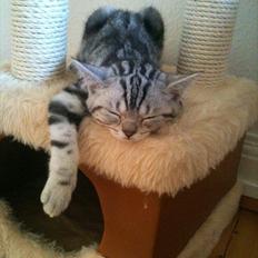 British Shorthair DK Kjáttas Texas