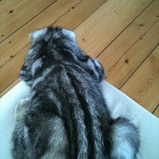 British Shorthair DK Kjáttas Texas