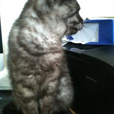 British Shorthair DK Kjáttas Cisco