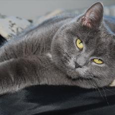 Blanding af racer Silke