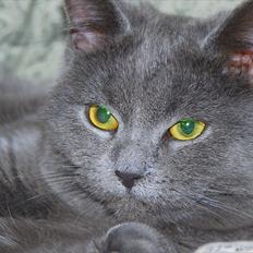 Blanding af racer Silke