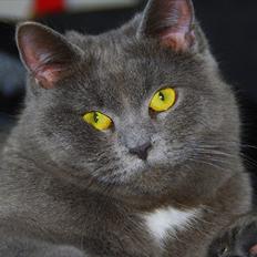 Blanding af racer Silke