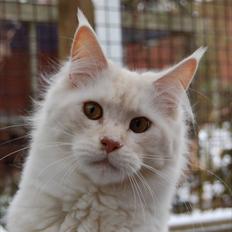 Maine Coon Tickle Me