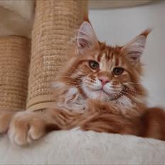 Maine Coon Thor