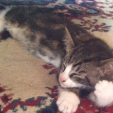 Blanding af racer Chico 