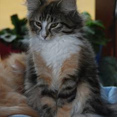 Norsk Skovkat DK Flora Danica´s Amarylis