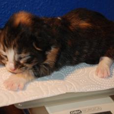 Norsk Skovkat DK Flora Danica´s Amarylis