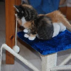 Norsk Skovkat DK Flora Danica´s Amarylis