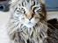 Maine Coon Fernando - Det nyeste billede af Fernando lige PT :D