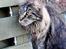 Maine Coon Fernando
