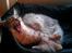 Maine Coon  Distiny (Tiny)