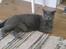British Shorthair Bertram