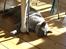 British Shorthair Bertram