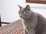 Blanding af racer Figi (Figaro) 