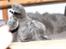 Blanding af racer Figi (Figaro) 