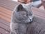 Blanding af racer Figi (Figaro) 