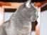 Blanding af racer Figi (Figaro) 