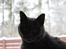 Blanding af racer Figi (Figaro) 