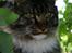 Maine Coon Hannibal Valentin
