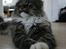 Maine Coon Hannibal Valentin