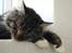 Maine Coon Hannibal Valentin