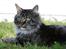 Maine Coon Hannibal Valentin
