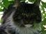 Maine Coon Hannibal Valentin