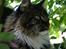 Maine Coon Hannibal Valentin