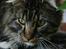 Maine Coon Hannibal Valentin